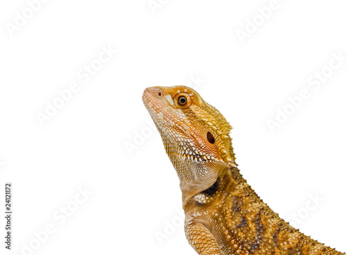 Isolated Dragon
