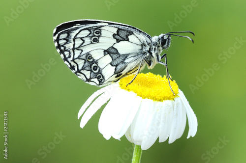 Melanargia galathea