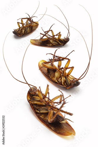 Dead cockroaches on white © dezign56