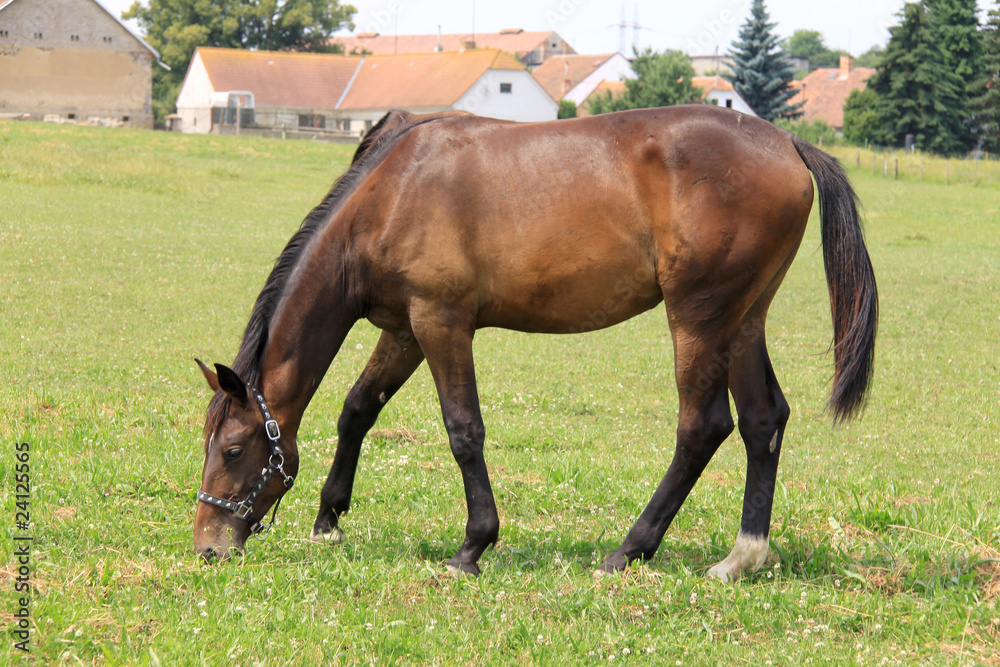 Brown Horse on the green Field Brown Horse on the green Field