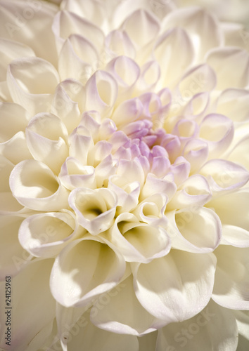 Beautiful dahlia petals as pattern or natural background