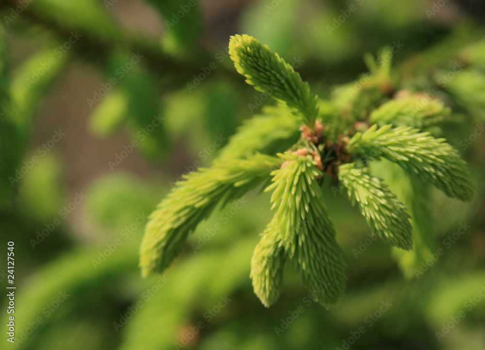 Fir Fir