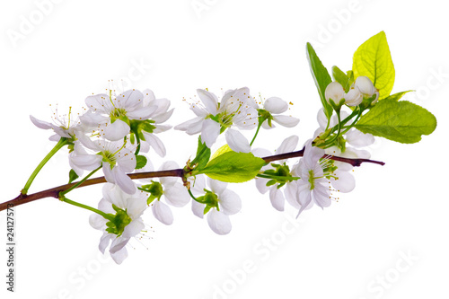 white cherry blossom close-up