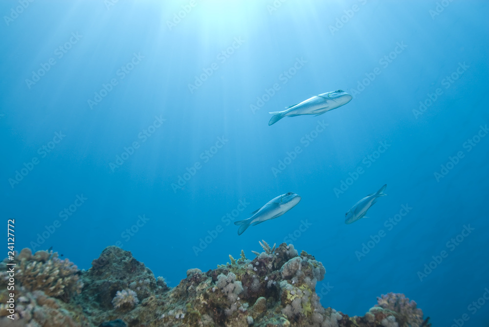 Obraz premium Small school of Bigeye emperorfish over tropical coral reef.