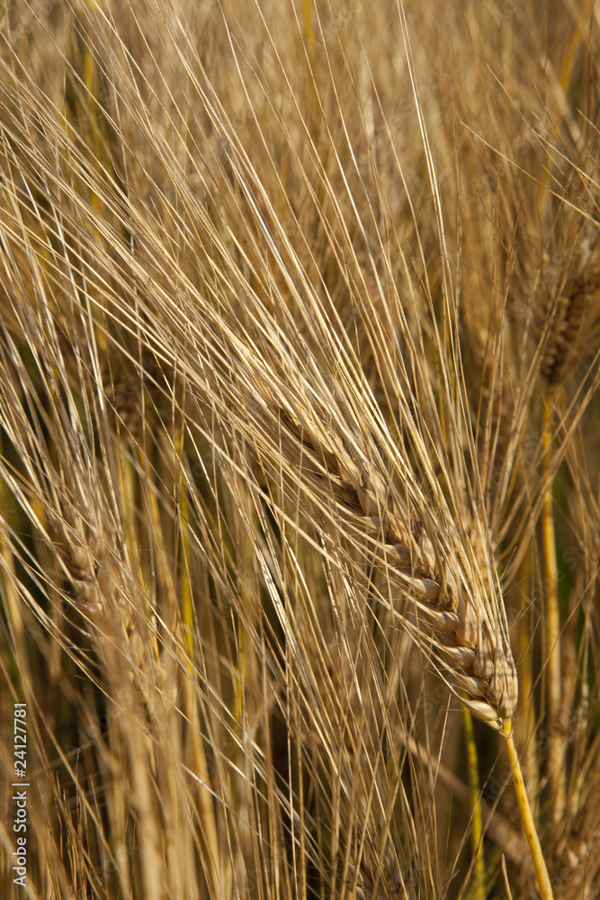 Fototapeta premium REIN BIOLOGISCH