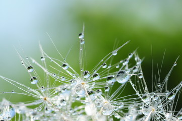 Fotobehang Paardenbloem met waterdruppels Paardenbloemzaad met dauwdruppel close-up  © HR