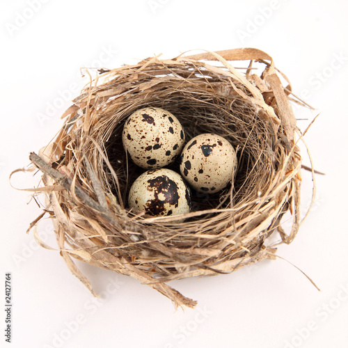 Oeufs de caille dans un nid #2