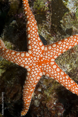 Close-up of a Pebbled sea star.