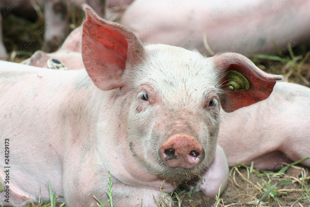 Schweinerei Schweinerei