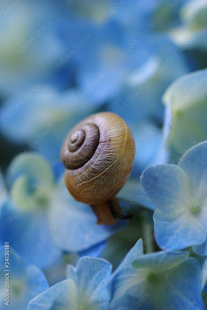 紫陽花とカタツムリ