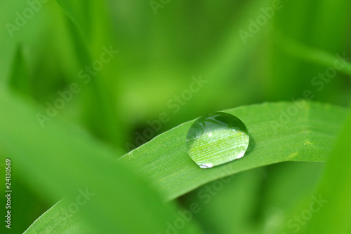 草の上の水滴
