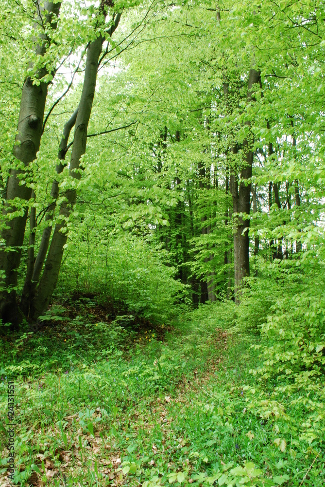 Waldweg Waldweg