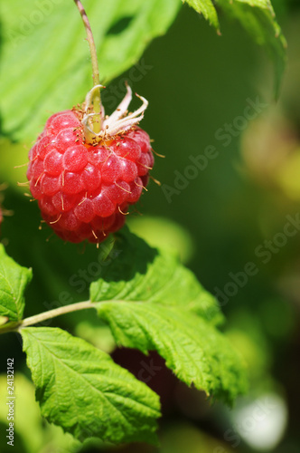 reife Himbeere photo