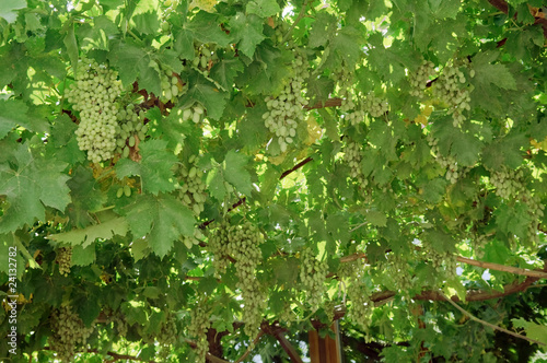 Photos Bunch of grapes on the vine.