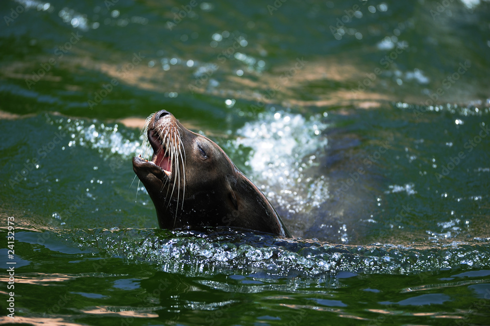 Fototapeta premium Seelöwe Jungtier