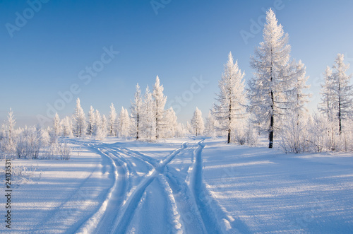 winter forest with road