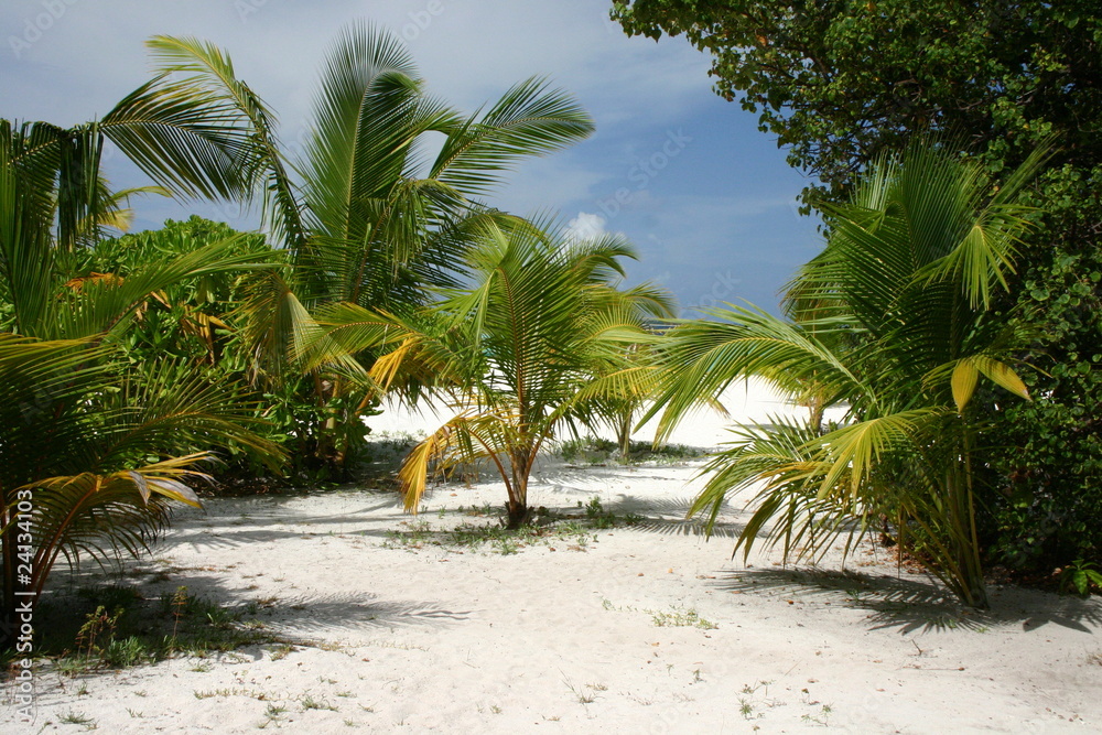 Obraz premium Spiaggia Maldiviana