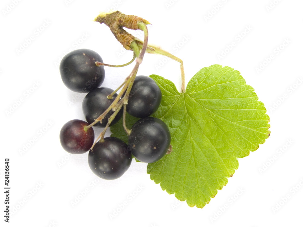 Schwarze Johannisbeeren Schwarze Johannisbeeren