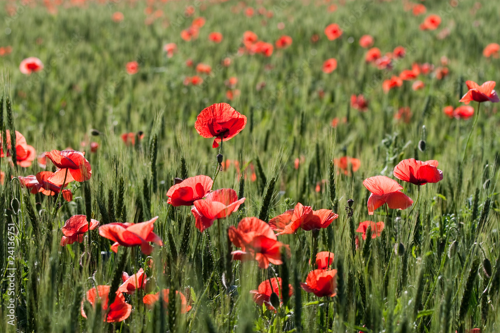 poppies and wheat