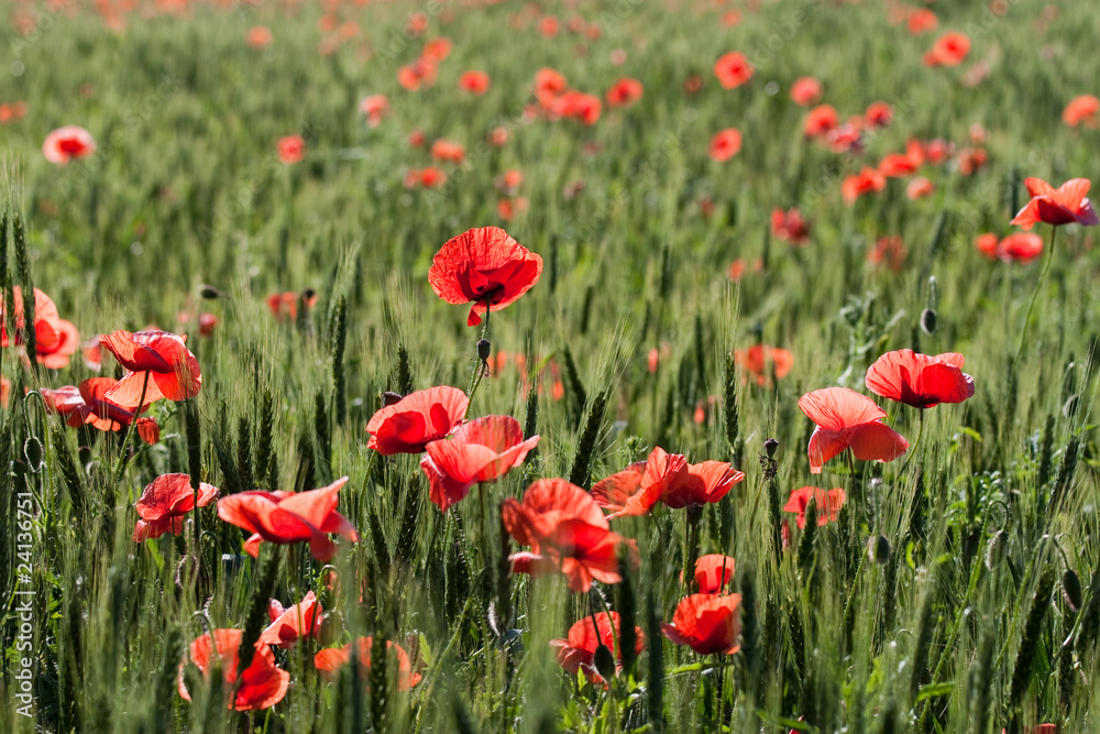 poppies and wheat poppies and wheat