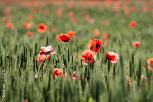 poppies and wheat © Igor Syrbu