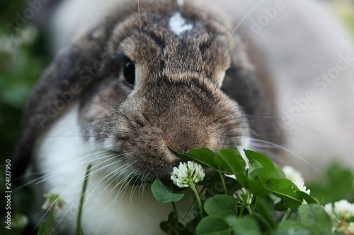 Kaninchen