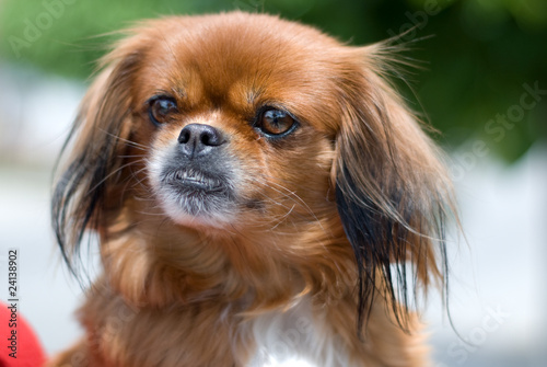 Bild auf Leinwand Dog pekingese