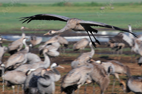 Common Crane (Grus grus) in fly, Israel photo