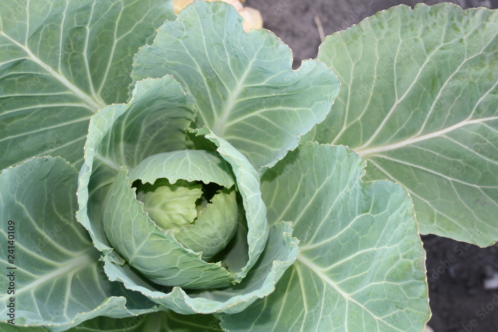 cabbage 2 cabbage 2