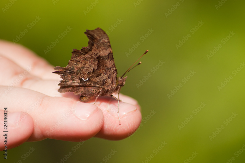 Fototapeta premium Schmetterling auf Hand