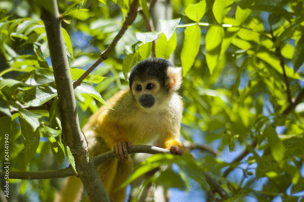 Alert monkey Alert monkey