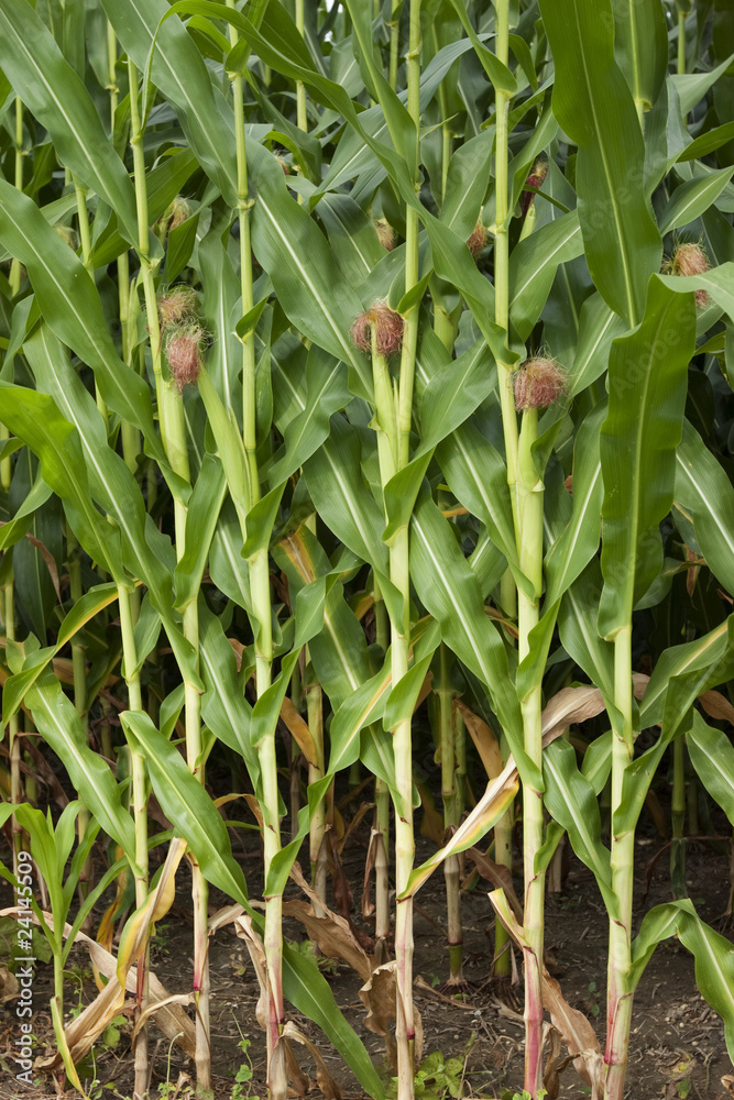 Obraz premium corn - in field