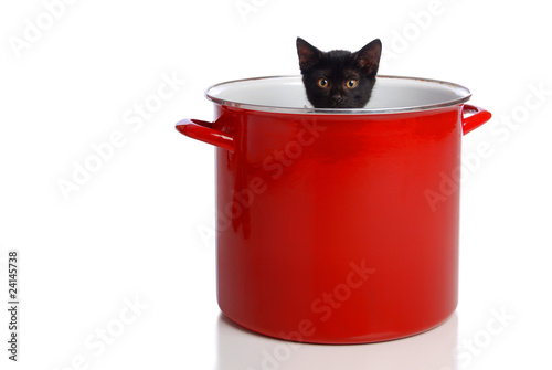 Kitten in a Pot