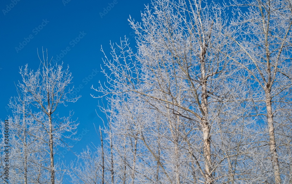 Branches of a tree covered with snow and frost.