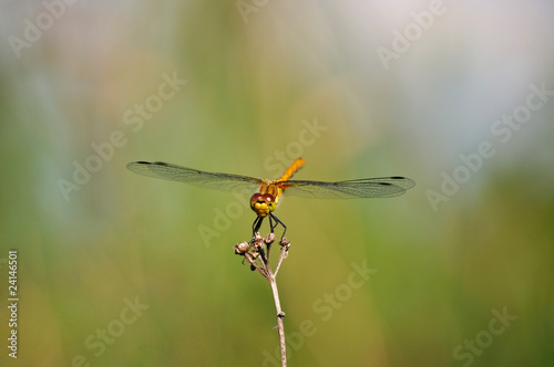 Ruddy Darter (Sympetrum sanguineum) Dragonfly on mild background