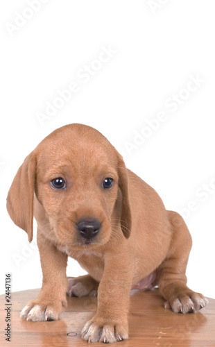 chiot sur un tabouret