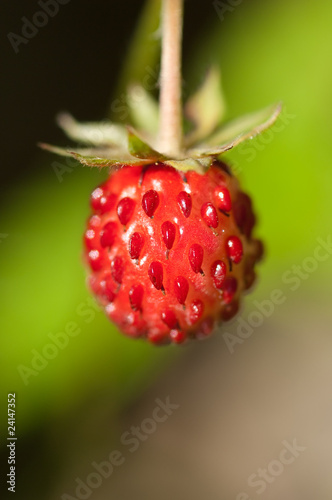 Wald-Erdbeere, Woodland Strawberry, Fragaria vesca