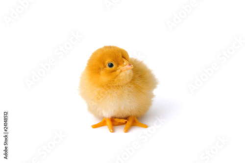 Little baby-chicken