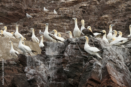 Nothern gannets on a cliff