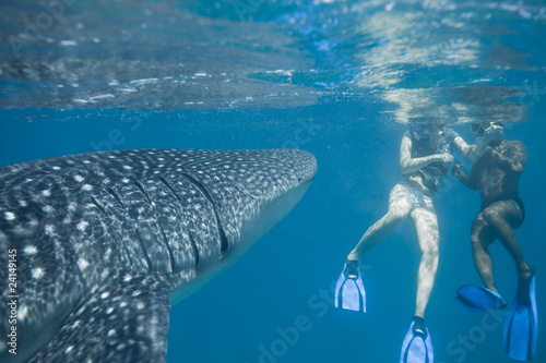 Whale shark - Walhai