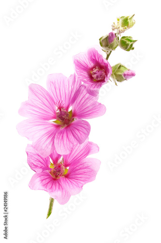 Pink malva flowers photo
