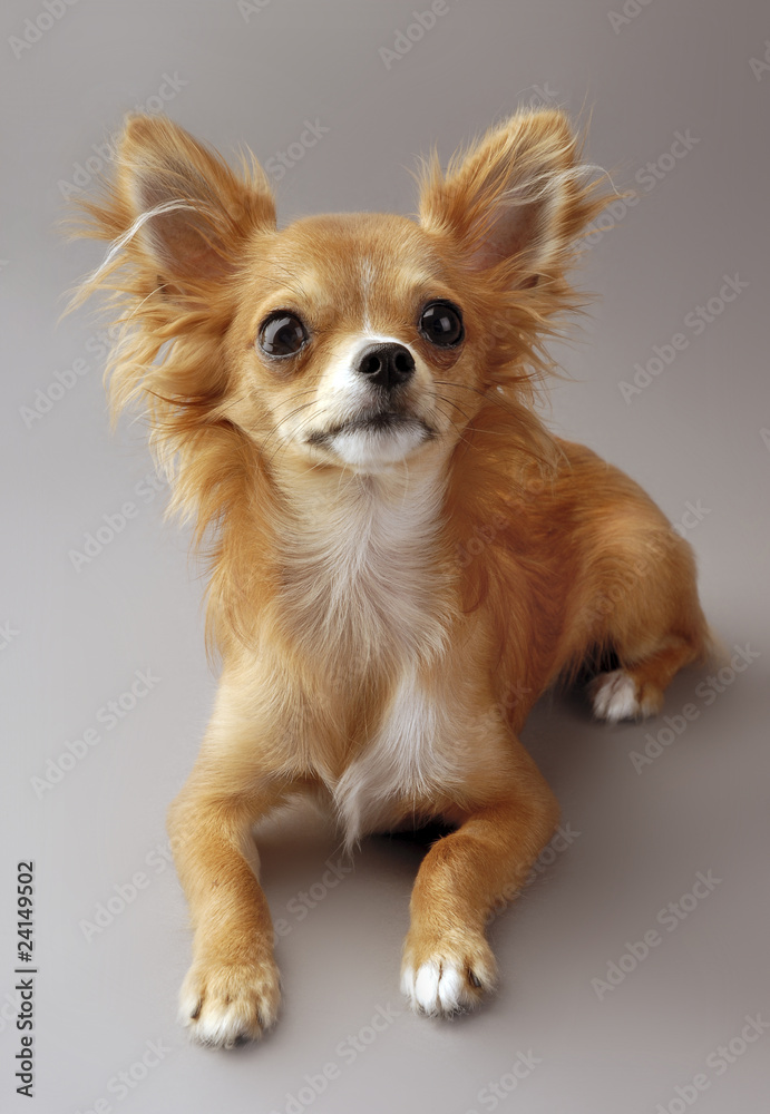 nice red-haired chihuahua
