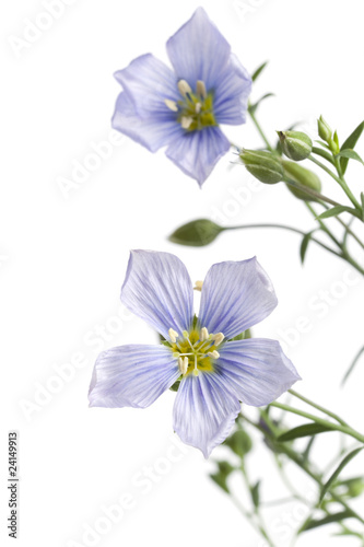 Blooming flax close up © Picture Partners