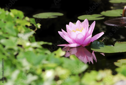 Pink water lily