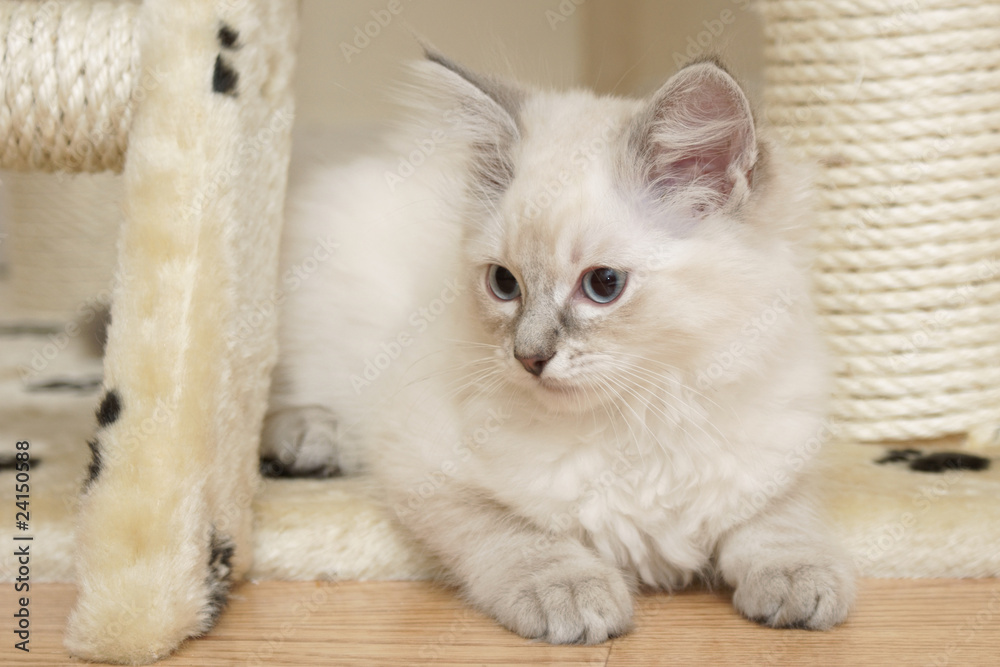 Obraz premium ragdoll kitten