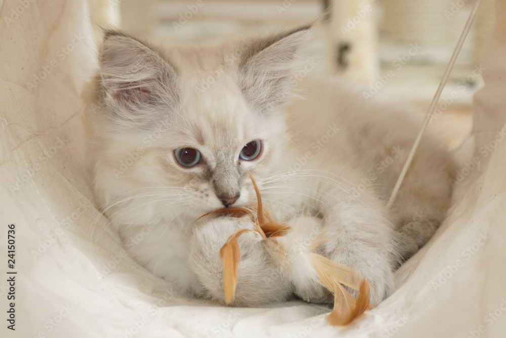 Naklejka premium kitten playing