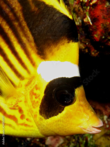 Konstfotografi Raccoon butterflyfish