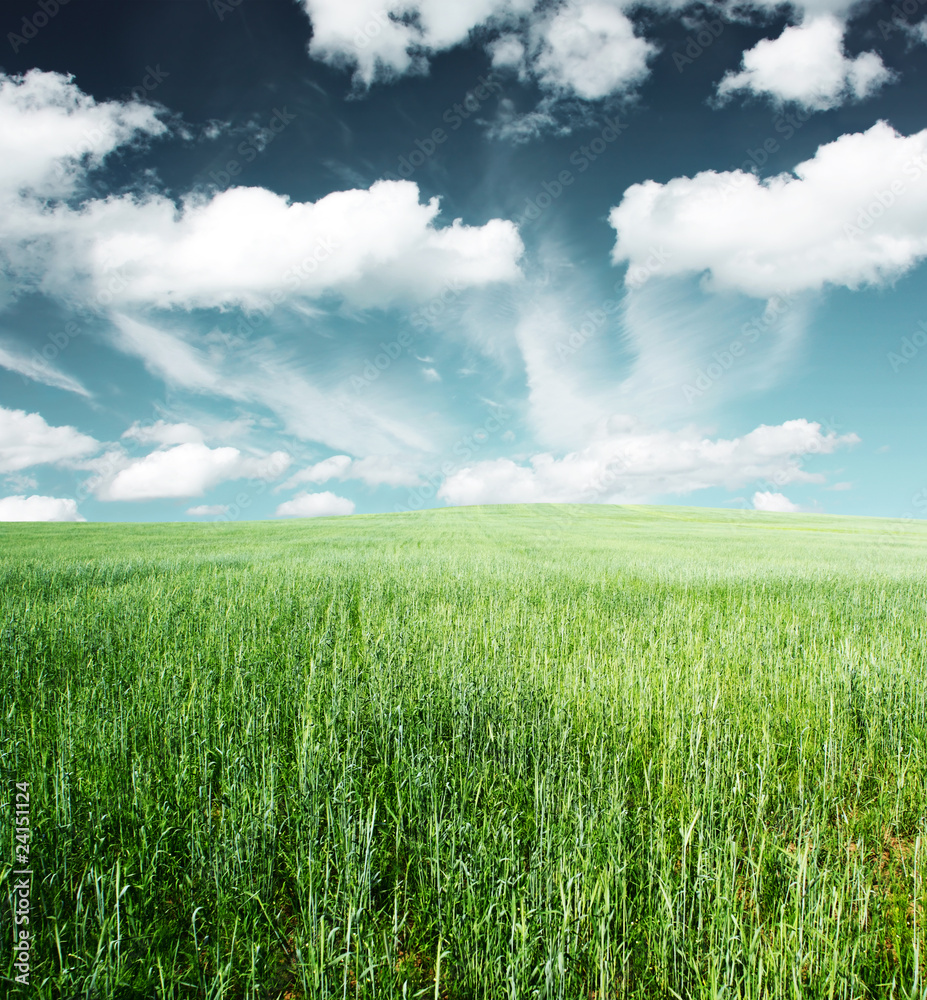 Obraz premium Meadow
