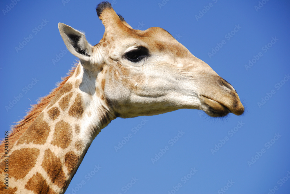 Obraz premium Giraffe