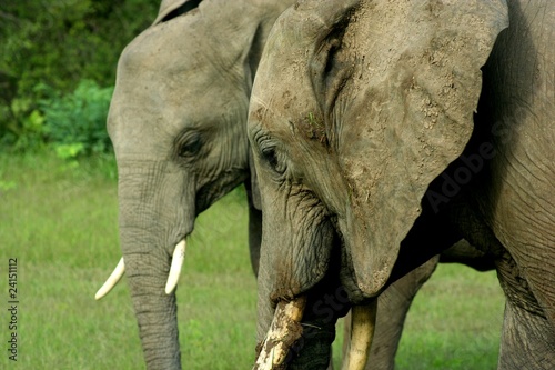 Zambia Elephants